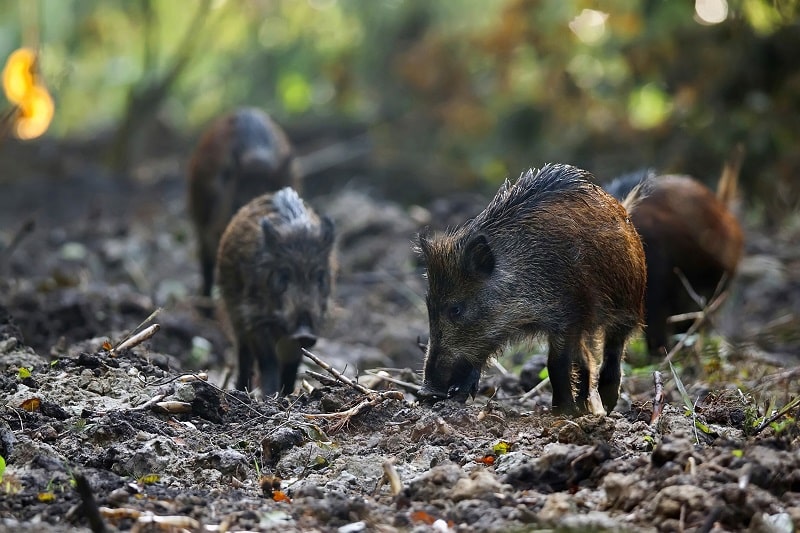 Kirrung Schwarzwild Tipps - so gelingt es