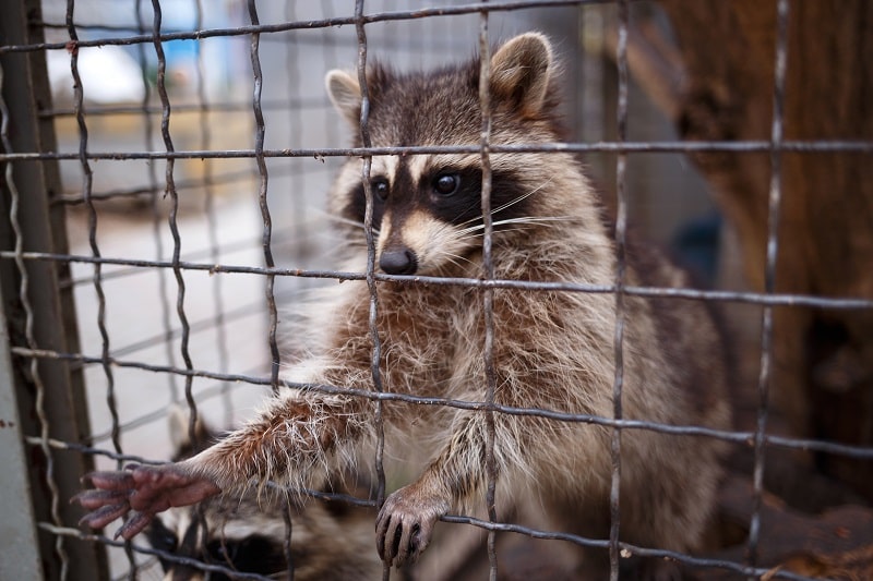 Mit der Waschbär Jagd einen Beitrag zum Naturschutz leisten