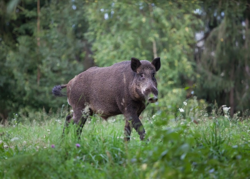 Schwarzwild Kirrung richtig anlegen