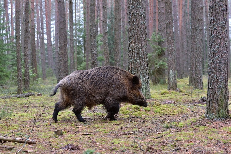 Schwarzwild kirren und starke Keiler erlegen