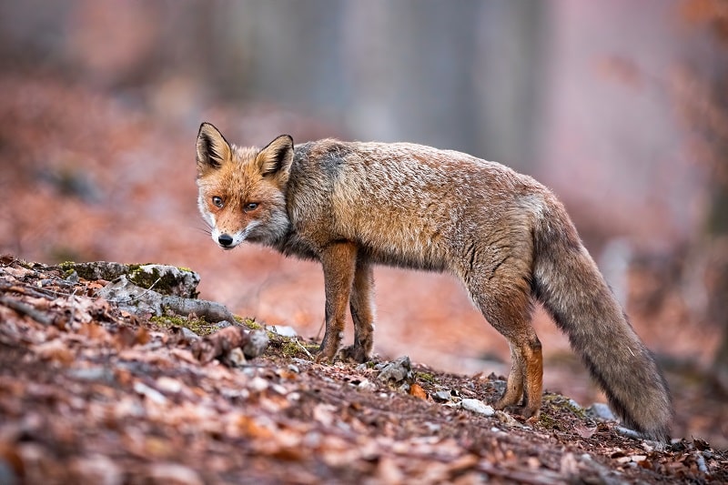 Den Fuchsapport muss man sorgfältig vorbereiten-min