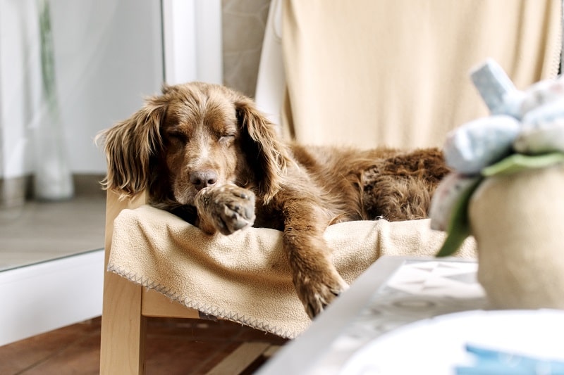 Eine Hundepfeife für Jagdhunde ist unerlässlich