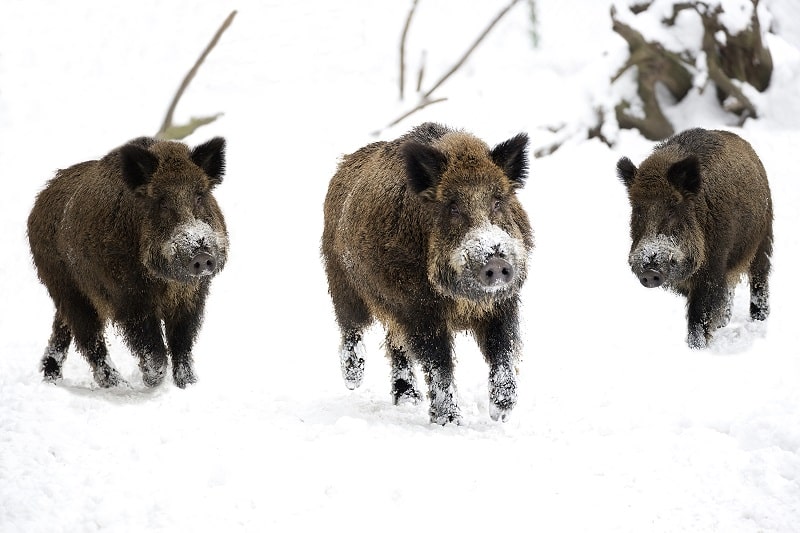 Hundeglocke Jagd - langsam anwechselndes Wild