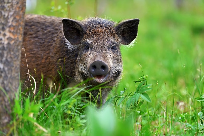 Mit dem Fährtenschuh kann die Bodenverwundung imitiert werden