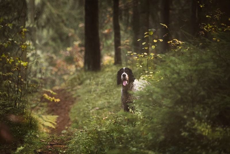 Mit einer Signalhalsung Jagdhund sichtbar machen