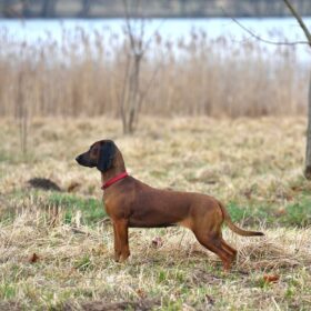 Schweißhalsung für Jagdhunde – das richtige Exemplar wählen