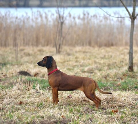 Schweißhalsung für Jagdhunde – das richtige Exemplar wählen