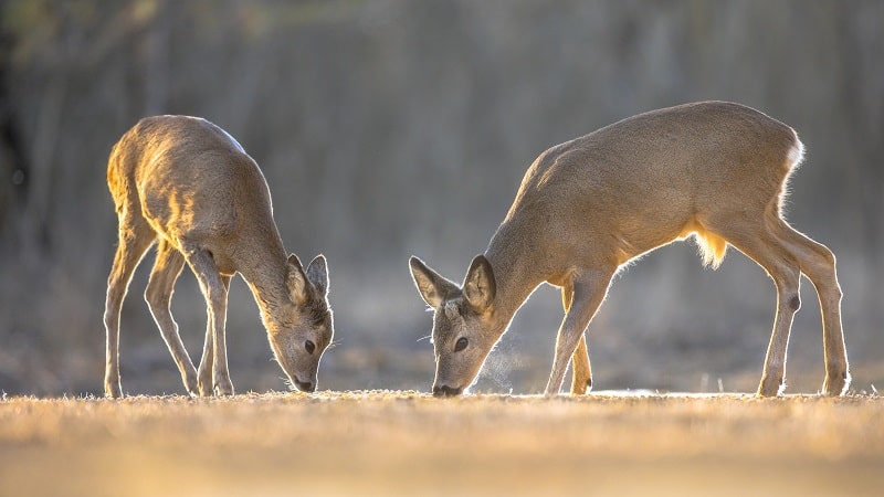 In herkömmlichen Wildwannen wird gerne Rehwild transportiert