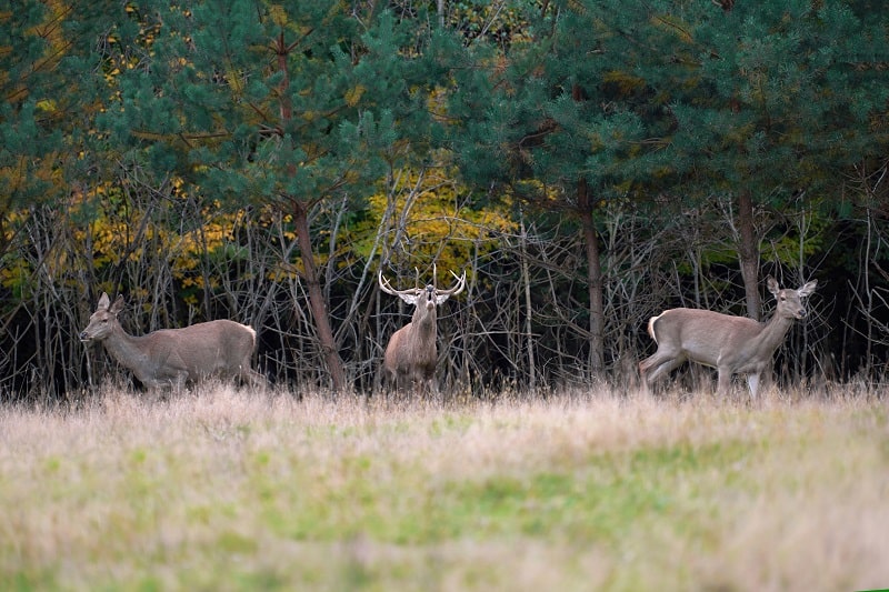 Rotwild passt nur in eine Wildwanne XXL