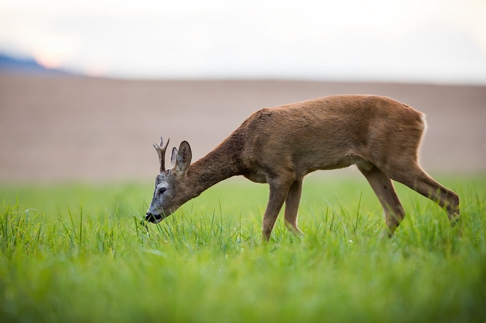 Vom Stück Wild zum Lebensmittel - nur mit einer Knochensäge möglich