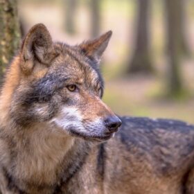 Der Wolf – Zahlen, Entwicklungen, Problemfelder und 3 Szenarien