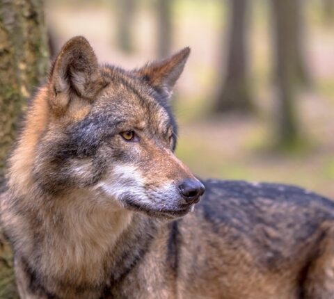 Der Wolf – Zahlen, Entwicklungen, Problemfelder und 3 Szenarien