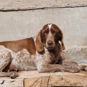 Bracco Italiano