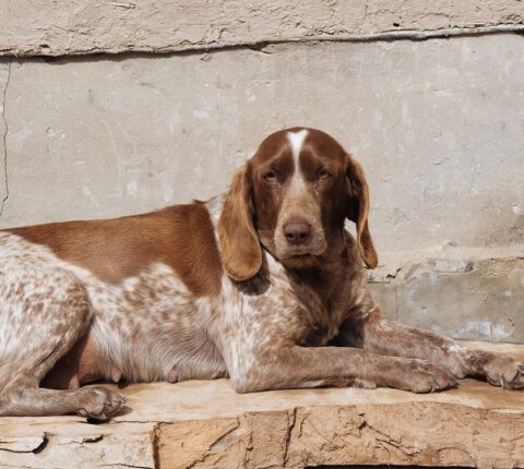 Bracco Italiano