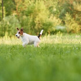 Foxterrier