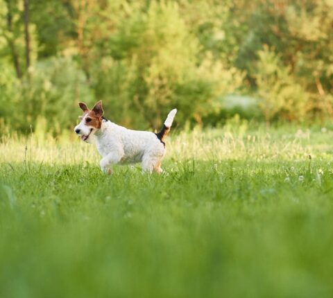 Foxterrier