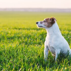 Jack Russel Terrier