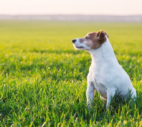 Jack Russel Terrier