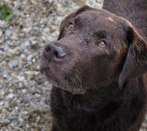 Labrador Retriever