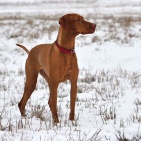 Magyar Vizsla Kurzhaar