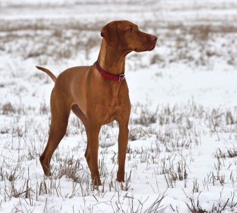 Magyar Vizsla Kurzhaar