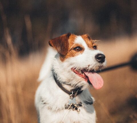 Parson Russel Terrier