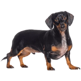 Teckel (Dackel, Dachshund)