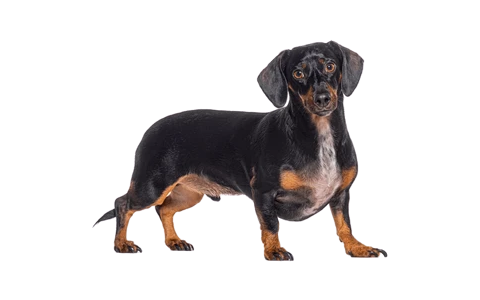 Teckel (Dackel, Dachshund)