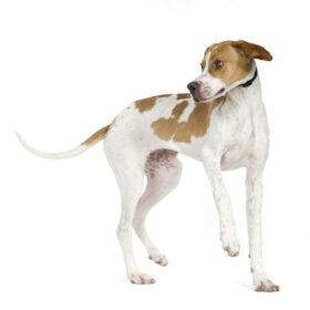 English Pointer