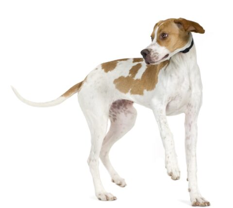 English Pointer