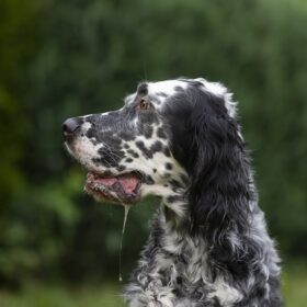 English Setter