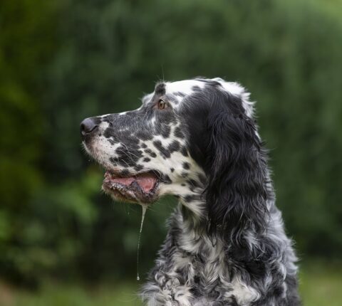 English Setter