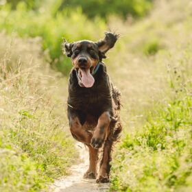 Gordon Setter