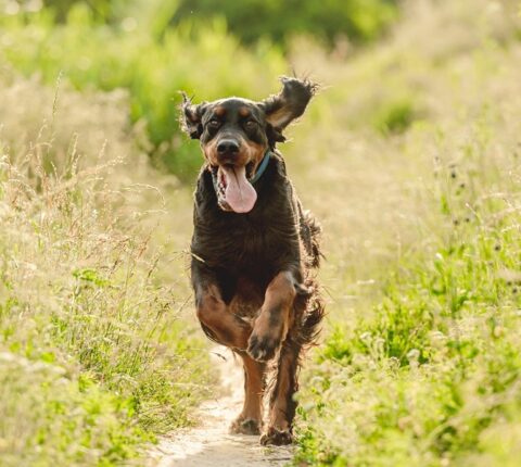 Gordon Setter