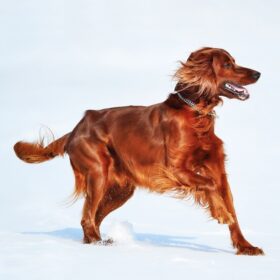 Irish Red Setter