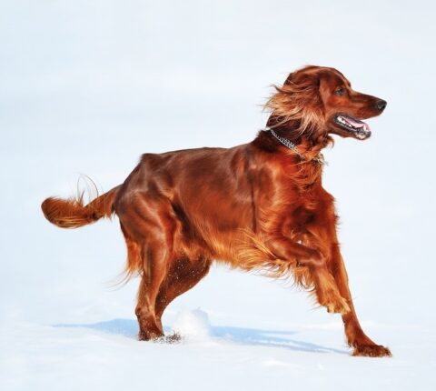 Irish Red Setter