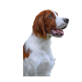 Irish Red and White Setter