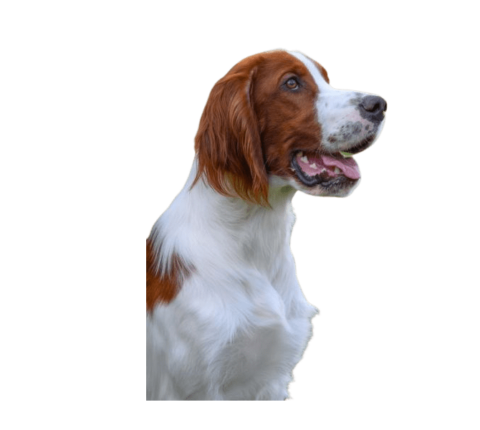 Irish Red and White Setter