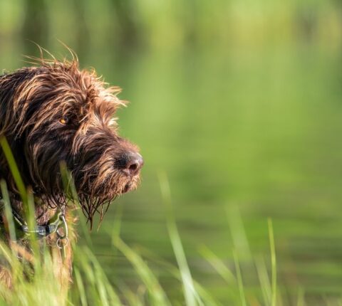 Pudelpointer