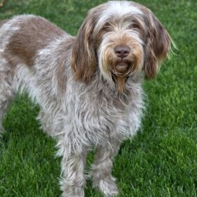 Spinone Italiano