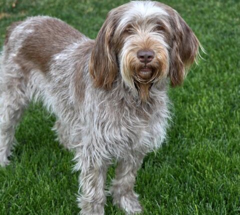 Spinone Italiano