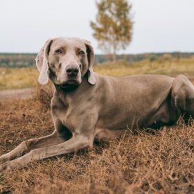 Weimaraner