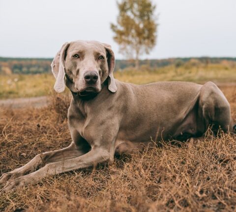 Weimaraner