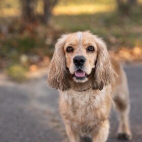 Amerikanischer Cockerspaniel