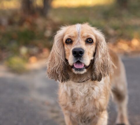 Amerikanischer Cockerspaniel