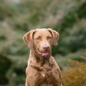 Chesapeake-Bay-Retriever