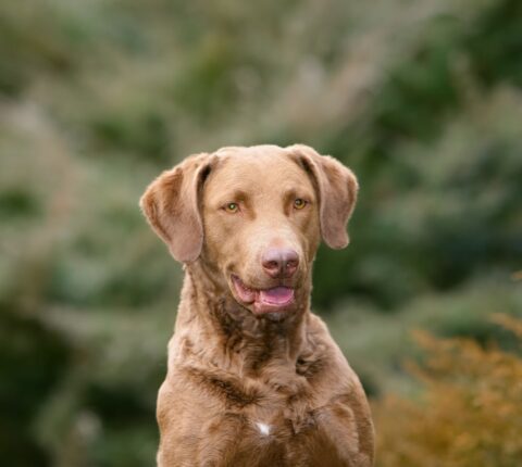 Chesapeake-Bay-Retriever