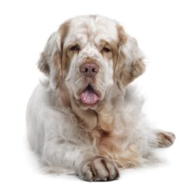 Clumber Spaniel