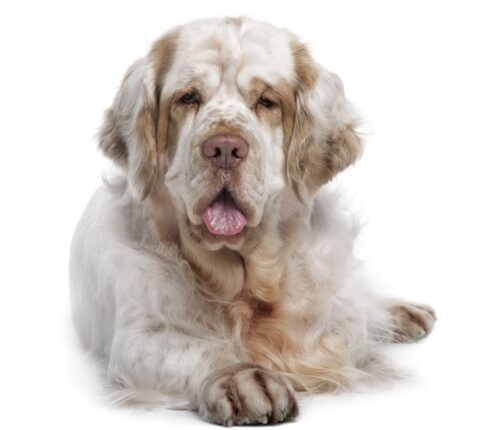 Clumber Spaniel