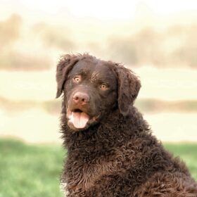 Curly-Coated Retriever